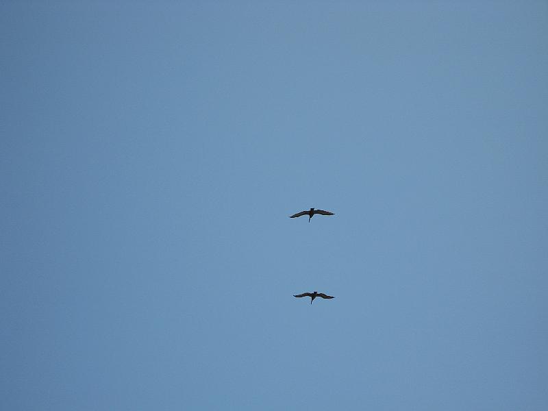 Picture 006